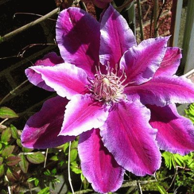 fleurs: clÃ©matites