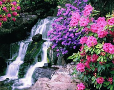 jardin