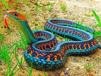 SERPIENTE