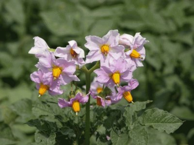 fleurs de pommes de terre