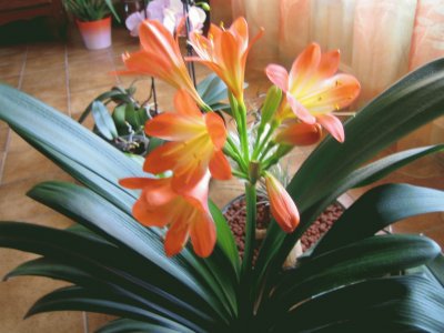 פאזל של Clivia