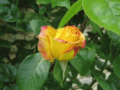 פאזל של Rose bicolore