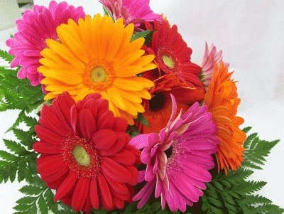 Gerberas no branco jigsaw puzzle