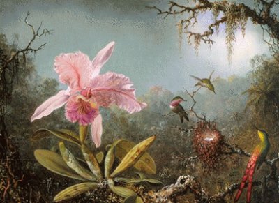 ColibrÃ­ dibujo