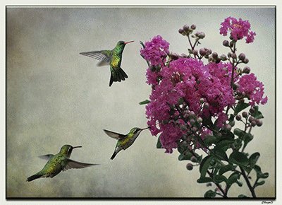 ColibrÃ­ dibujo 2 jigsaw puzzle