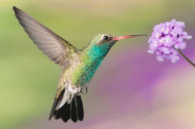 פאזל של ColibrÃ­ con flor 2