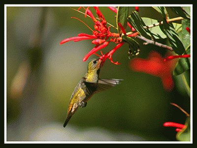 ColibrÃ­ con flor 3