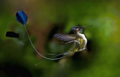 ColibrÃ­ cola jigsaw puzzle