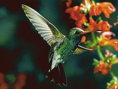 ColibrÃ­ con flor 4