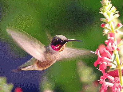 ColibrÃ­ con flor 5