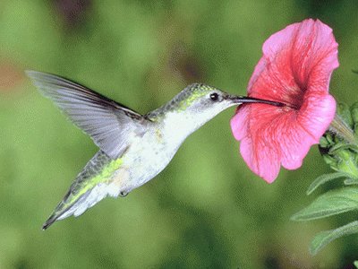 פאזל של ColibrÃ­ con flor 7