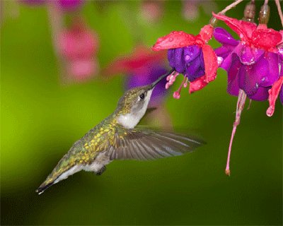 ColibrÃ­ con flor 8