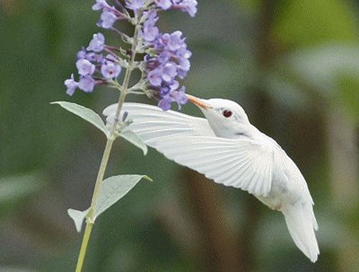 פאזל של ColibrÃ­ blanco 2