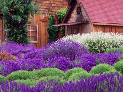 Jardim de Lavanda