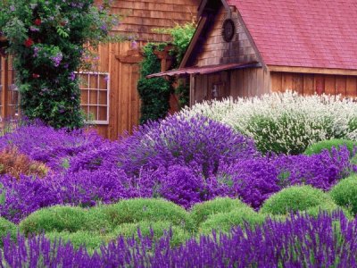 Jardim de Lavanda jigsaw puzzle