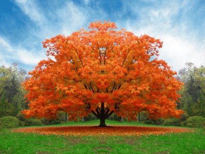 arvore laranja