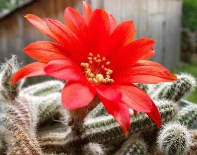 fleur de cactus