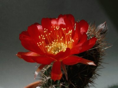 fleurs de cactus