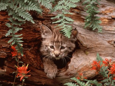 gatet