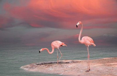 FLAMINGOS jigsaw puzzle