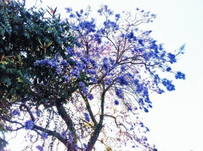 ARBOL JACARANDAS