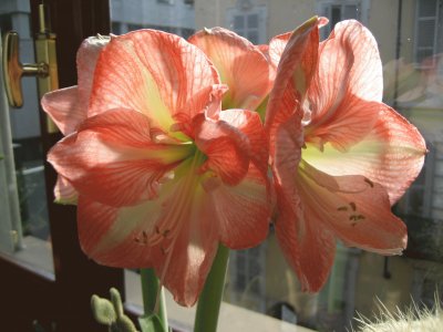 AMARYLLIS jigsaw puzzle