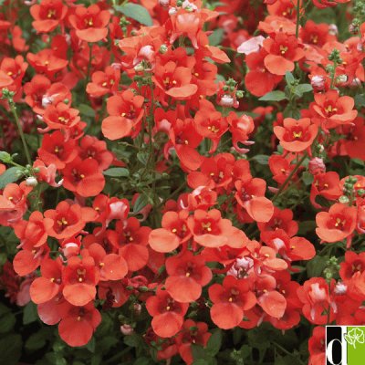 diascia