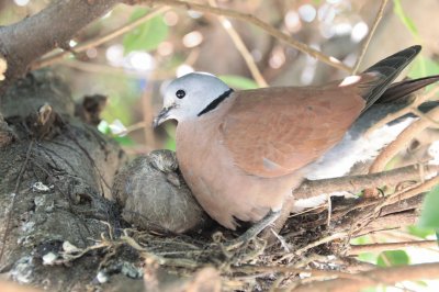 ç´…é³© jigsaw puzzle