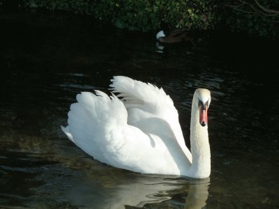 פאזל של swan