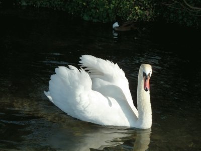 swan jigsaw puzzle