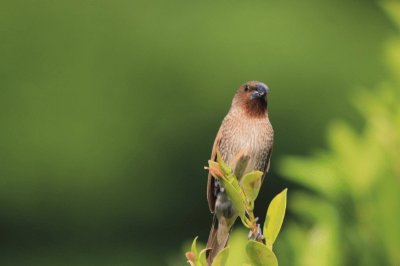 פאזל של æ–‘æ–‡é³¥