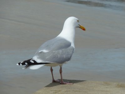 Seagull jigsaw puzzle