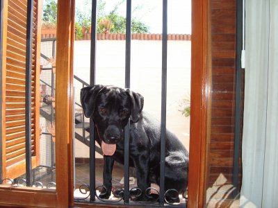 Igor en la ventana