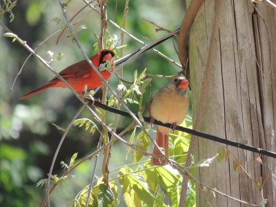 Cardinal Pair