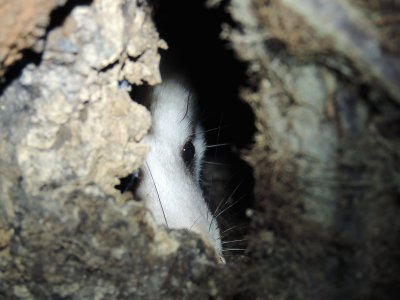 Opossum Hiding