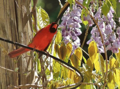 Cardinal in Wisteria