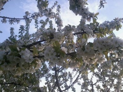 פאזל של fiori di ciliegio