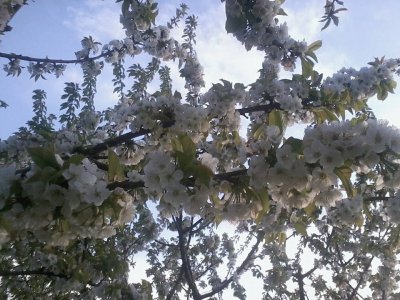 fiori di ciliegio