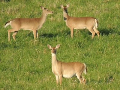 Deer jigsaw puzzle