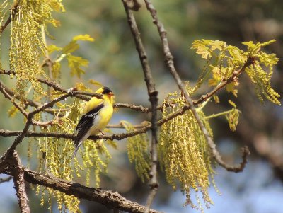 Goldfinch jigsaw puzzle