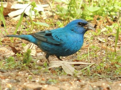 פאזל של Blue Grosbeak