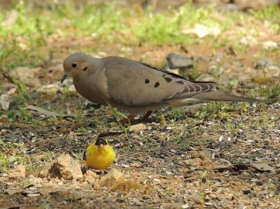 Dove and Goldfinch