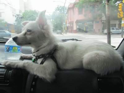 Tango ya no entra en el auto