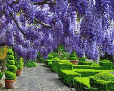 Glisina-Wisteria sinesis jigsaw puzzle