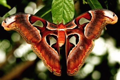 Mariposa de Atlas-La mas grande del mundo jigsaw puzzle