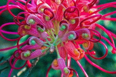 Tropical Colors
