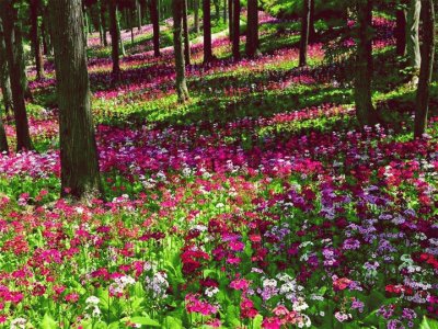 פאזל של Campo de Flores