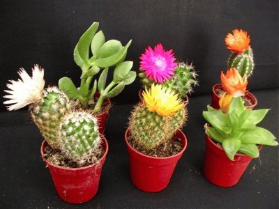 Mini cactus jigsaw puzzle