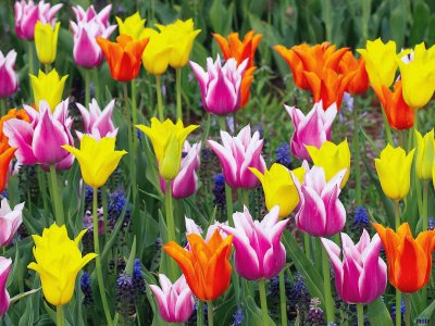 Tulipanes jigsaw puzzle