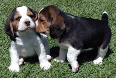 Beagle jigsaw puzzle